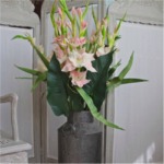 Gladiolen rosa h: 100 cm