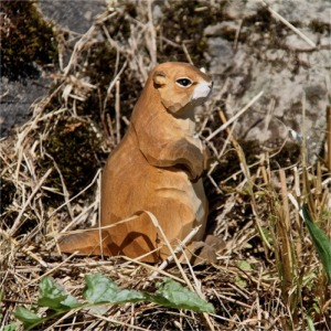 Petite marmotte