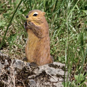 La marmotte qui grignotte