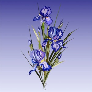 Cadre iris