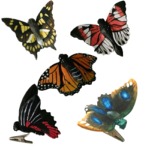 Set of 5 butterflies with on clip
