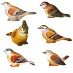 Lotto di 6 piccoli uccelli su pini