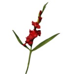 Gladiolen rot h: 100 cm