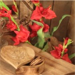 Gladiolen rot h: 100 cm