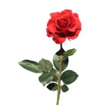 Grande rosa rosso h: 82 cm