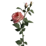 Grande rose rose avec boutons h : 82 cm