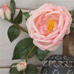 Grande rose rose avec boutons h : 82 cm