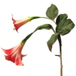 Brugmansia rosa 125cm